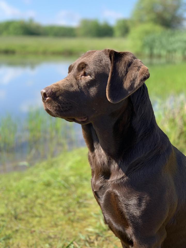 Purebred Labrador Retriever portrait