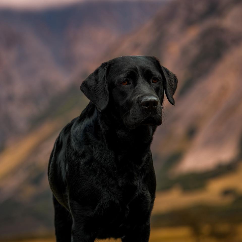 Purebred Labrador Retriever portrait