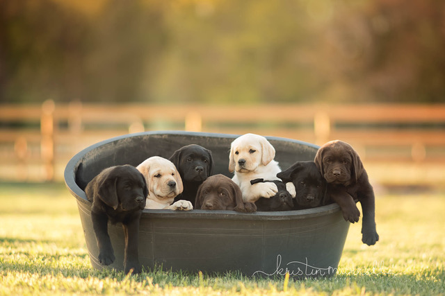 Three Labradors of the standard colors: Black, Yellow, Chocolate
