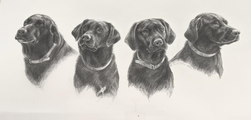 Black, Yellow, and Chocolate Labrador Retrievers working in a field